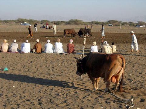 Combat de taureaux à Oman lors du voyage de Loïc Le Ribault