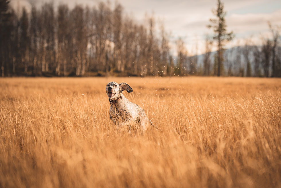 Engelsk setter