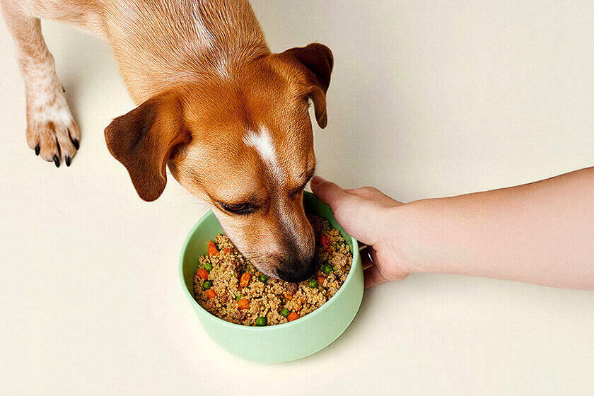 Dog eating fresh dog food(o) (2).jpg