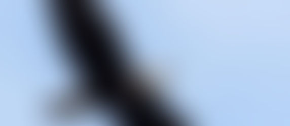 Volar con esa visión de águila que Dios espera de mí.