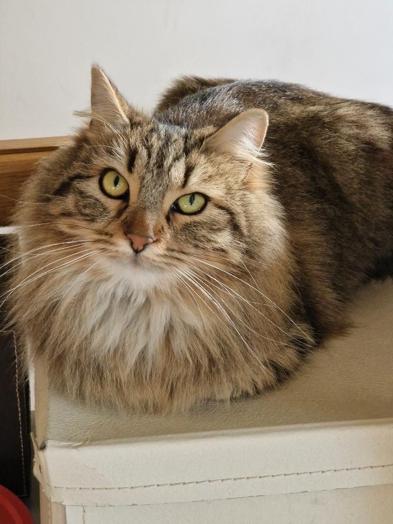 Cannelle