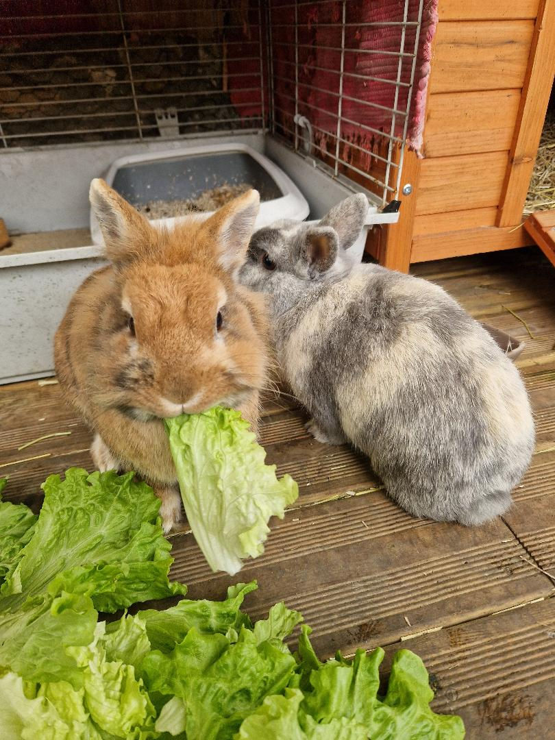 Pitchoue et Chouquette