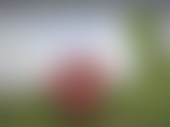 Omaggio a Maria Bergamas e alle Madri d’Italia – Cerimonia di inaugurazione dell’icona monumentale