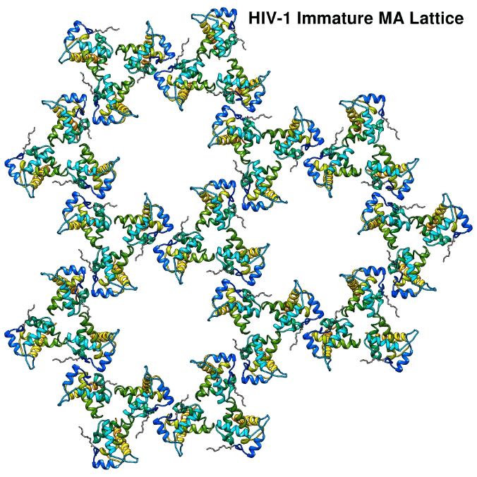 HIV-1_Matrix_Movie_S1_gif.gif