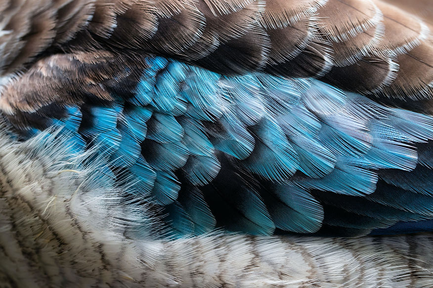 Blue and brown feather detail