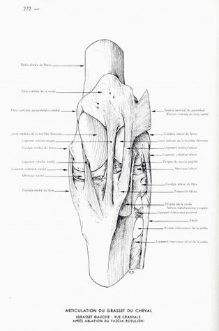 🔥 5 exercices pour muscler la rotule du cheval et empêcher les blocages sacro-iliaques