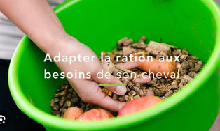 La Toxicité des Granulés pour Chevaux : Ce que l’on ne vous dit pas