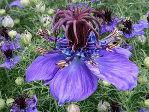 nigelle
