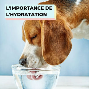 Boissons de récupération du chien de sport,hydratation : électrolytes, compléments… Que vaut vraiment ce que vous donnez à boire ?