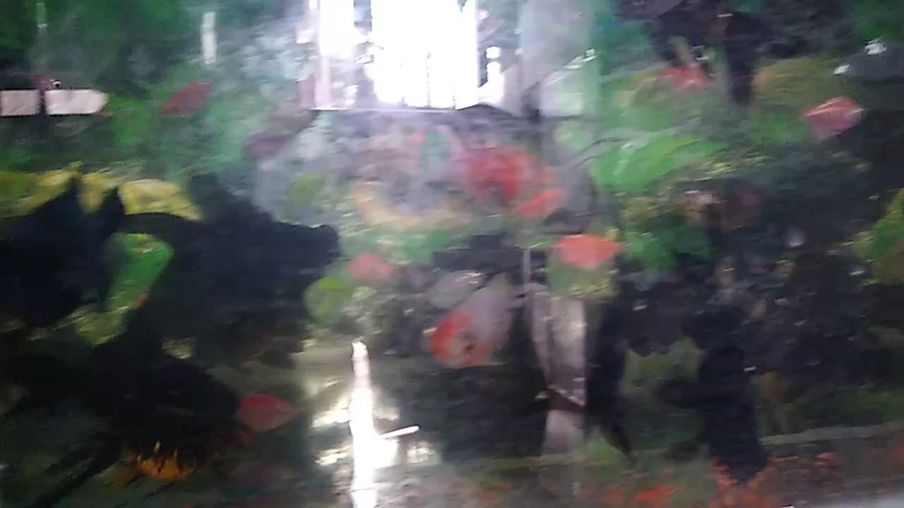 Telescopio de 12 cm