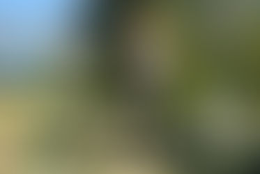 BATTUE DE CHASSE CONCERTÉE : 8 FÉVRIER