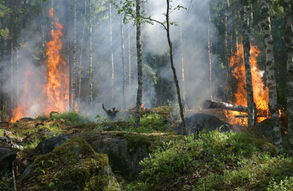 PRÉVENTION RISQUE INCENDIE de forêts et végétaux