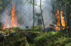 PRÉVENTION RISQUE INCENDIE de forêts et végétaux