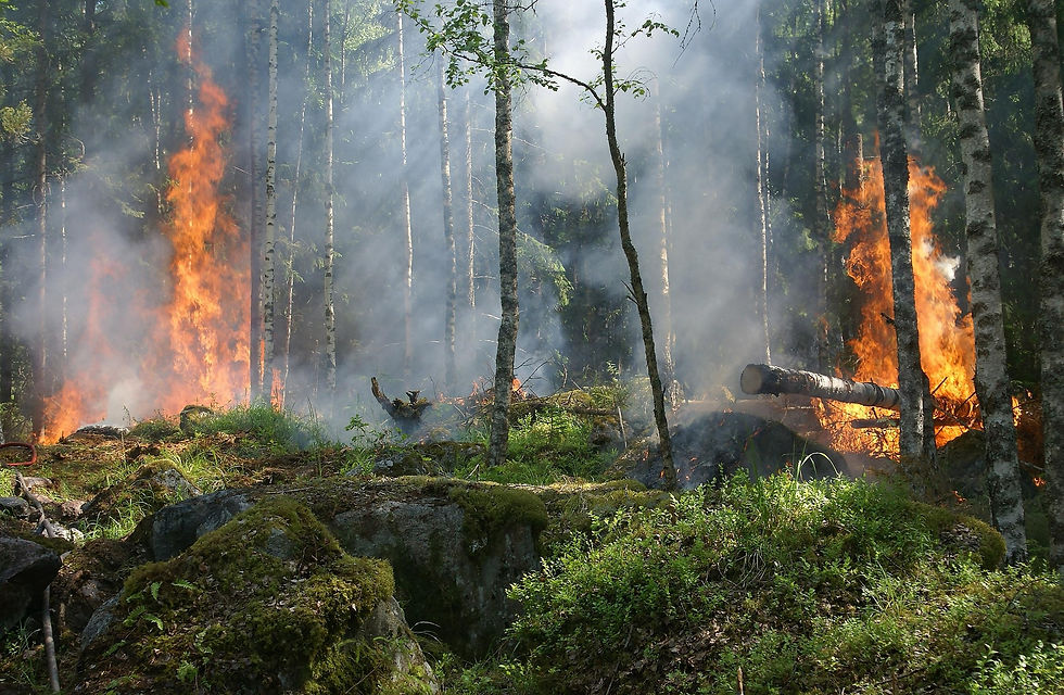 PRÉVENTION RISQUE INCENDIE de forêts et végétaux : danger sévère