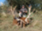 Gold Medal Red Stag in Argentina