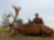 Stag Hunts in Argentina