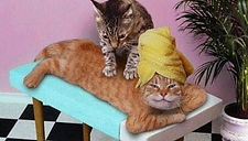 masssage animaux.jpg