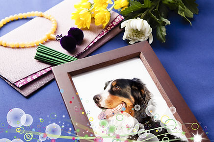 犬の火葬