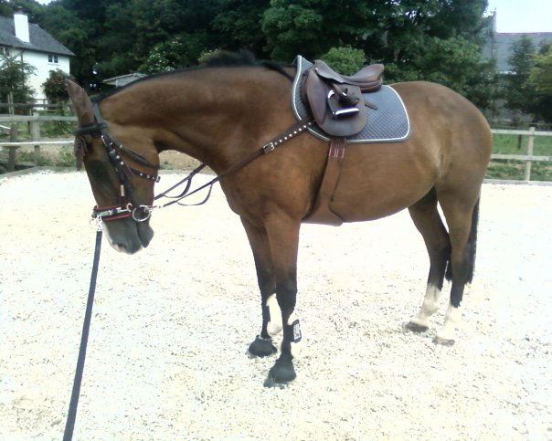 I used to think gadgets would teach a horse how to carry itself correctly, and develop the right muscles. But they don't.