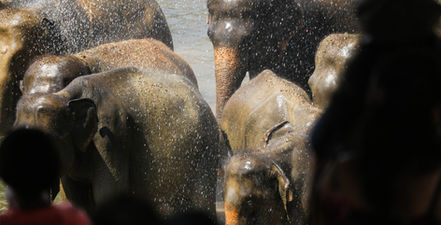 Pinnawala Elephant Orphanage