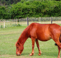 Nuwara Eliya