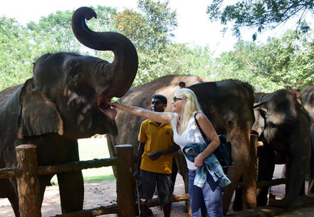 The Pinnawala Elephant Orphanage.jpg