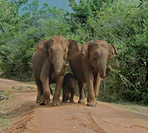 safari in Yala national park