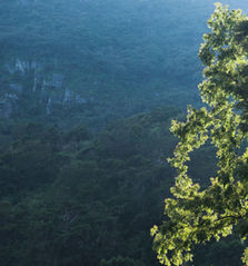 Hakgala botanical garden