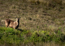 Horton Plains National Park