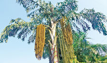 Kithul industry in Sri Lanka