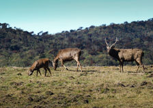 Horton Plains National Park