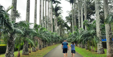 Peradeniya
Botanical Garden
