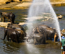 Pinnawala Elephant Orphanage