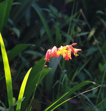 Nuwara Eliya