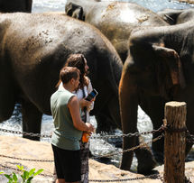 Pinnawala Elephant Orphanage