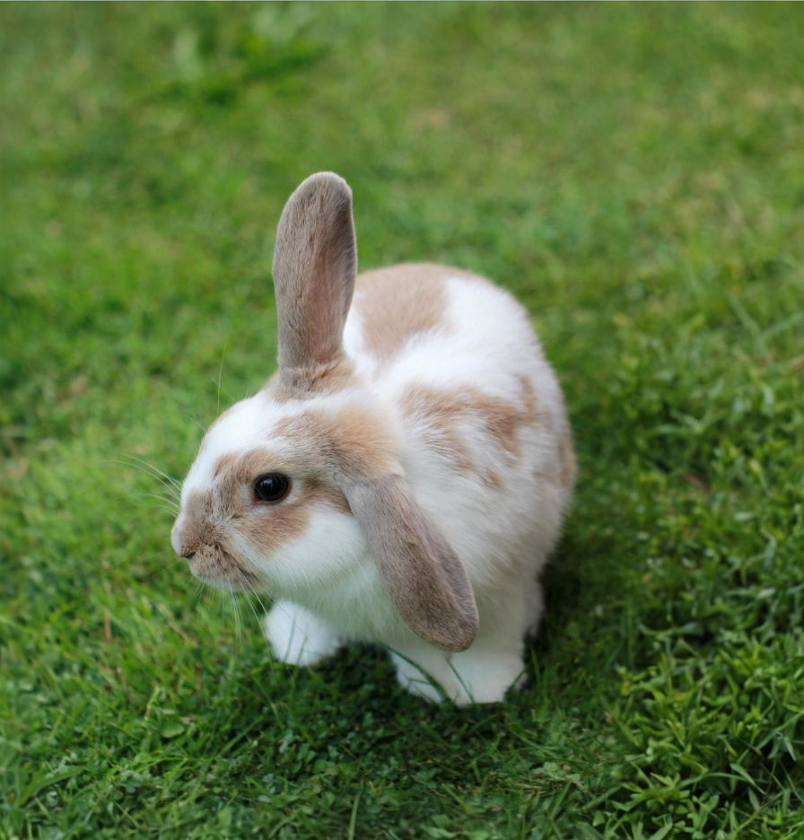 White and tan rabbit sitting on green grass