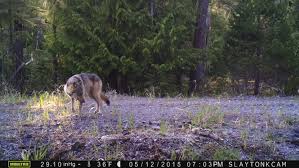 A grey wolf in Alaska near the Inside Passage around Prince of Wales Island