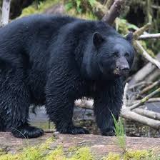 A black bear in Alaska near the Inside Passage around Prince of Wales Island