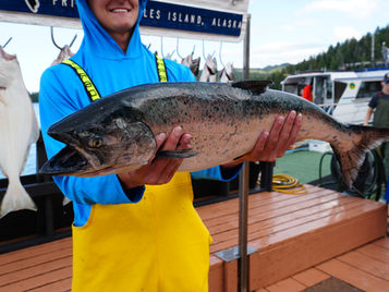An angler in Alaska holding up a Kind Salmon caught with Sportsman's Cove Lodge