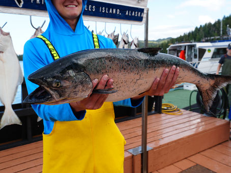 An angler in Alaska holding up a Kind Salmon caught with Sportsman's Cove Lodge