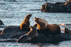 A group of sea lions in Alaska near the Inside Passage around Prince of Wales Island