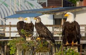 A group of bald Eagles in Alaska near the Inside Passage around Prince of Wales Island