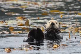 A sea otter in Alaska near the Inside Passage around Prince of Wales Island
