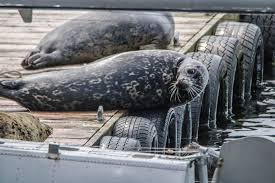 Harbor seals relaxing in Ketchikan, Alaska