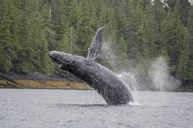 A humpback whale breaching in Alaska near the Inside Passage around Prince of Wales Island