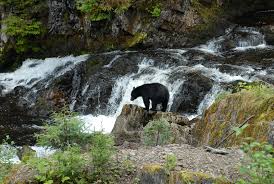 A black bear in Alaska near the Inside Passage around Prince of Wales Island