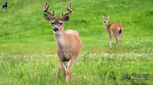 A group of black tailed Sitka deer in Alaska near the Inside Passage around Prince of Wales Island