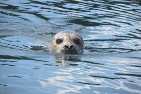 A seal in Alaska near the Inside Passage around Prince of Wales Island