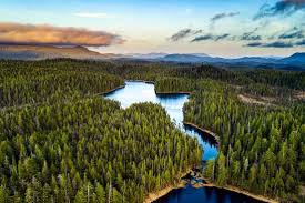 An aerial drone shot of Tongass National Forest