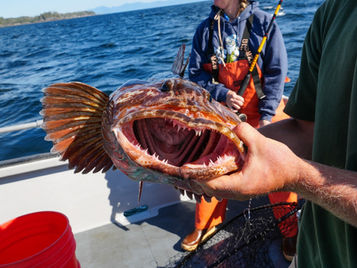 an image of the mouth of a lingcod in alaska
